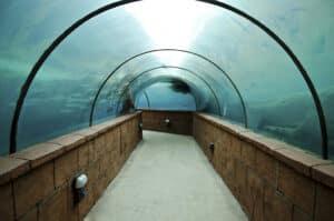 A blue-lit glass walkthrough tunnel in an aquarium with fish swimming overhead