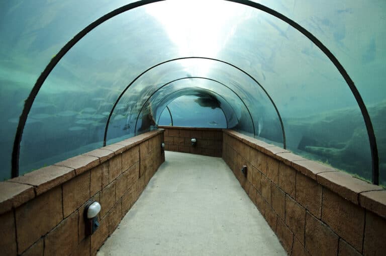 A blue-lit glass walkthrough tunnel in an aquarium with fish swimming overhead
