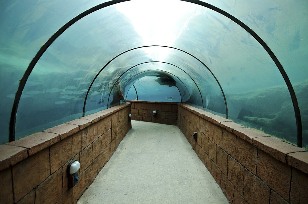 A blue-lit glass walkthrough tunnel in an aquarium with fish swimming overhead